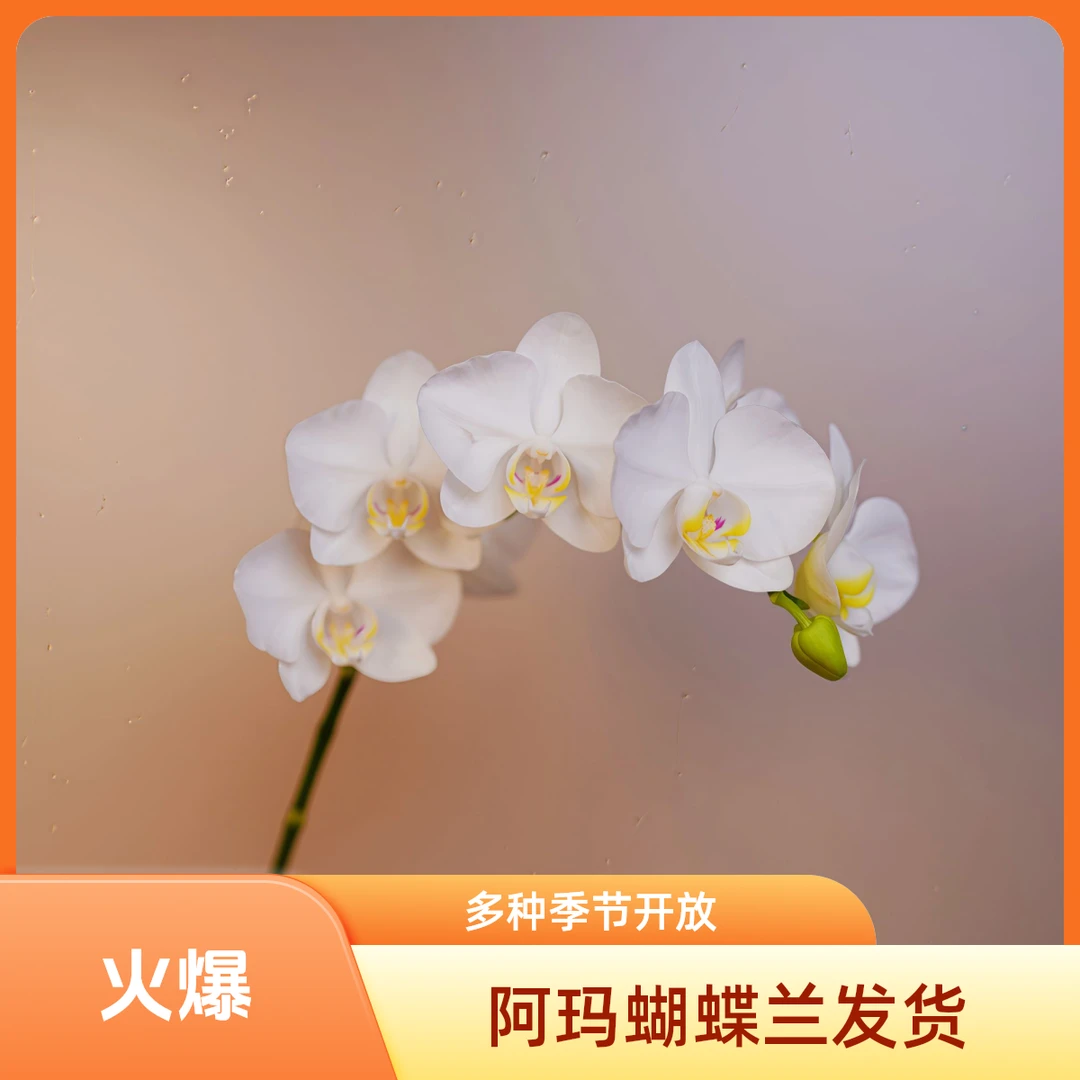 朝暮里蝴蝶兰【阿玛】3.5寸杯全花开花珠发货