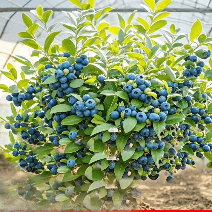 蓝莓树果苗蓝莓苗盆栽南北方种植兔眼特大阳台果树苗当年结果