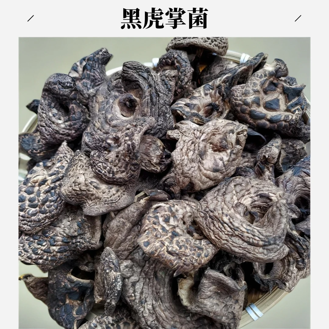 云南高山野生黑虎掌菌农家采摘自然生长的菌菇炖汤香味浓郁