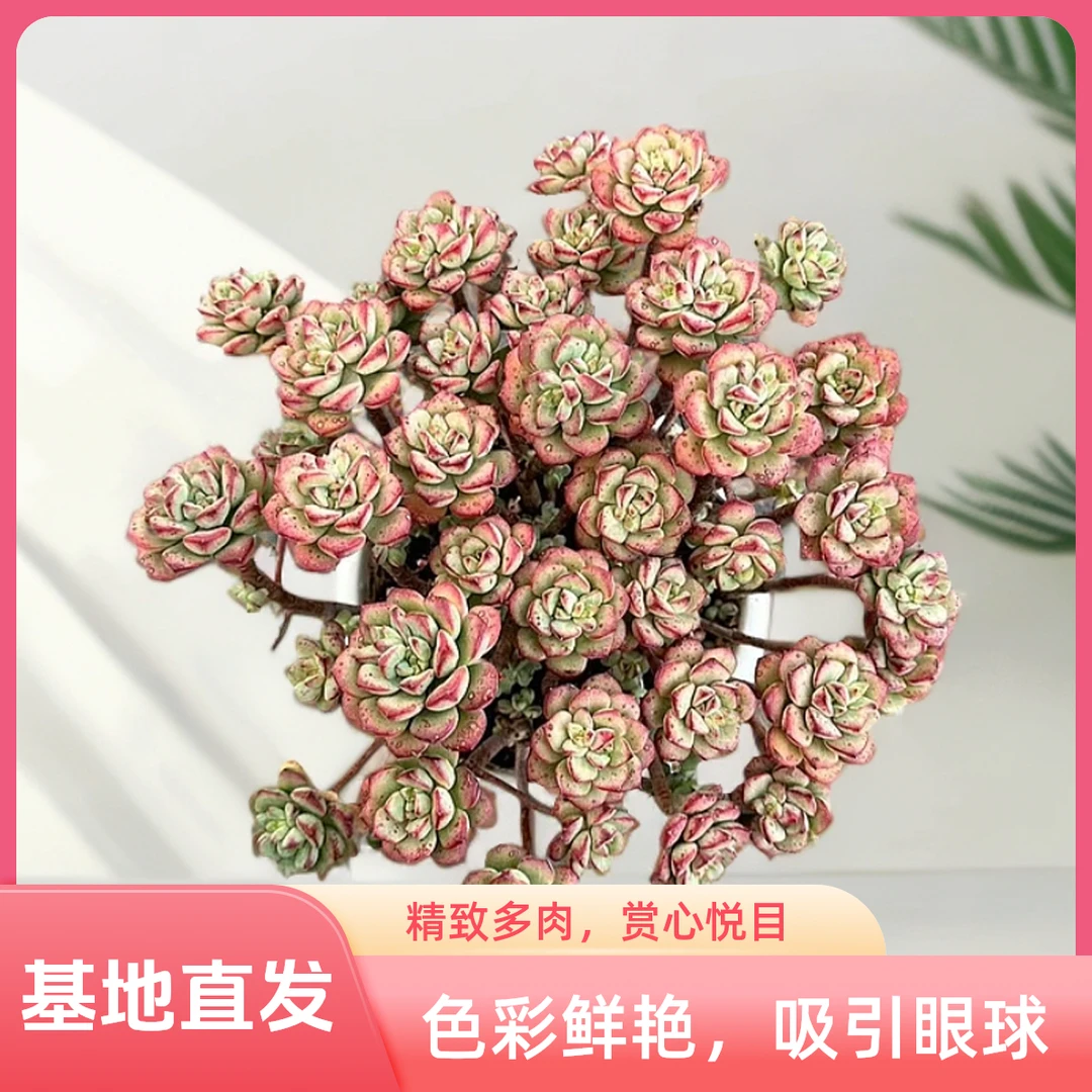 挚爱 爱格丽斯玫瑰  多肉植物  庭院美观净化空气好养 新手推荐
