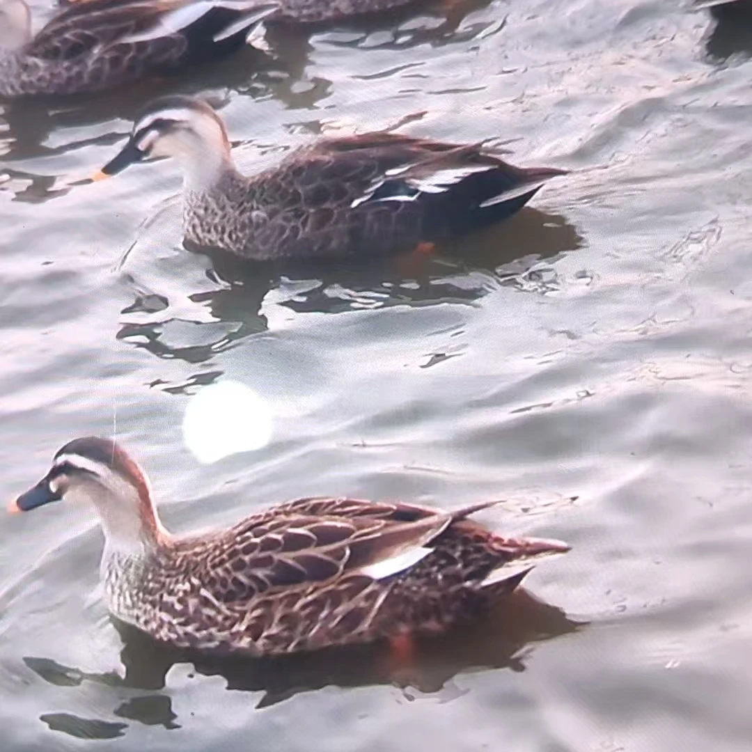 钱江飞鸭纯粮喂养 可生鲜可活体发货/江浙沪皖包邮