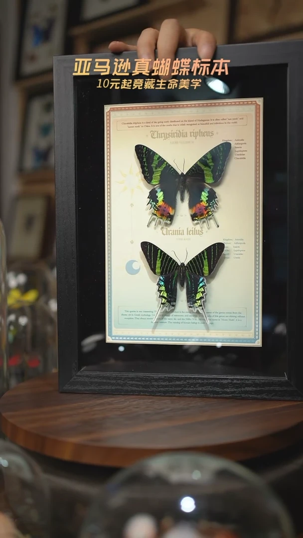 有机玻璃太阳蛾+月亮蛾设计款A4黑框