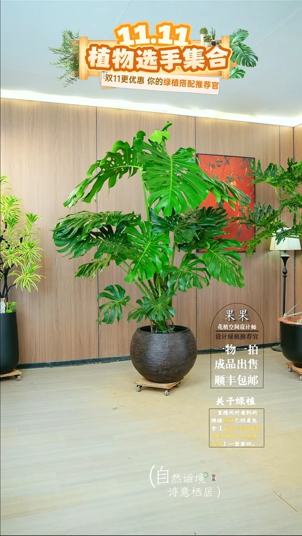 完全开放?****?老桩龟背竹一整套送货上门