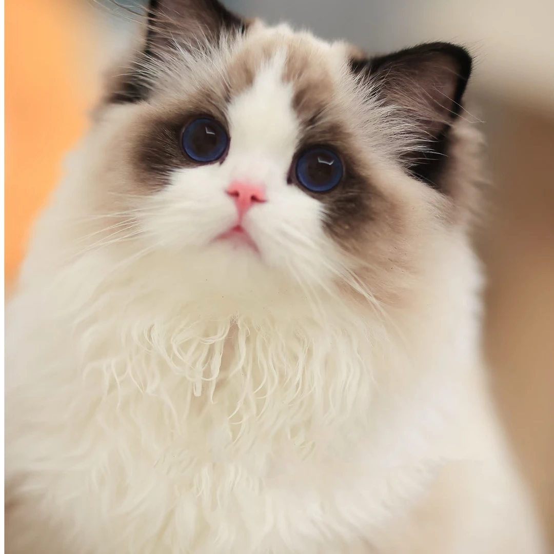 纯种健康活体宠物猫幼猫布偶猫蓝双海双布偶猫山猫布偶幼崽小布猫