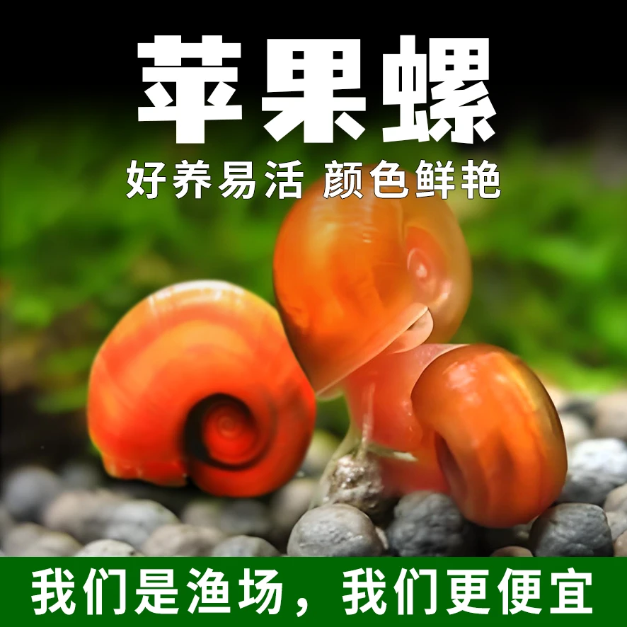 【啃藻神器】观赏苹果螺活体 鱼缸清洁工 辣椒蟹黑壳虾懒人宠物