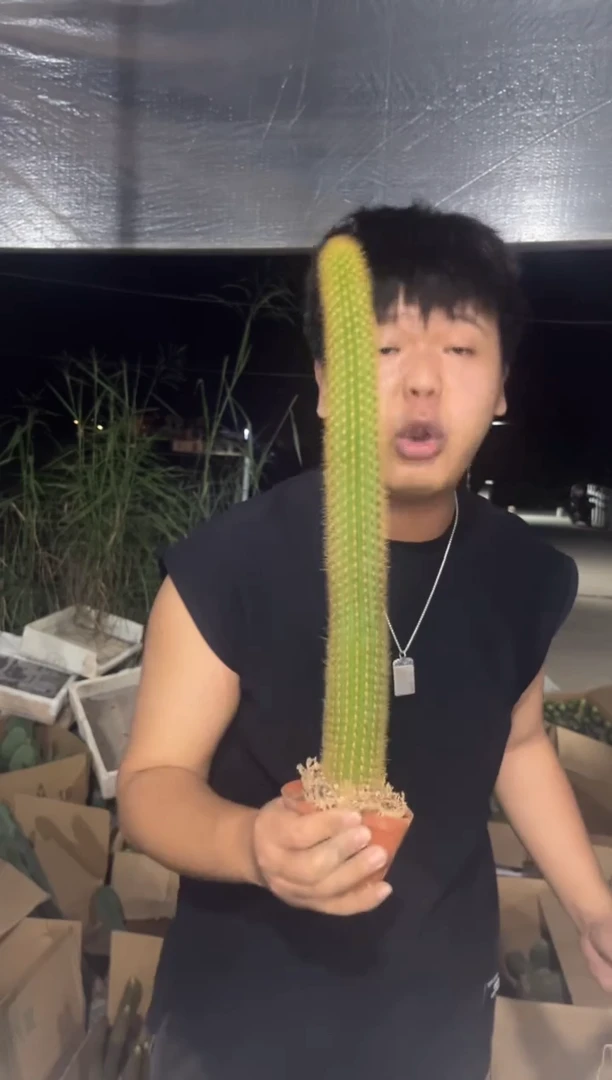 2颗 双色 金妞【带根】高20-40cm