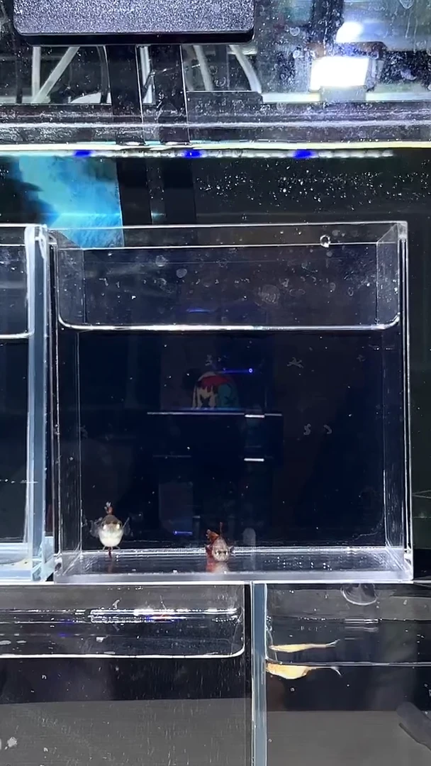 孔雀鱼瑕疵褶扇一对