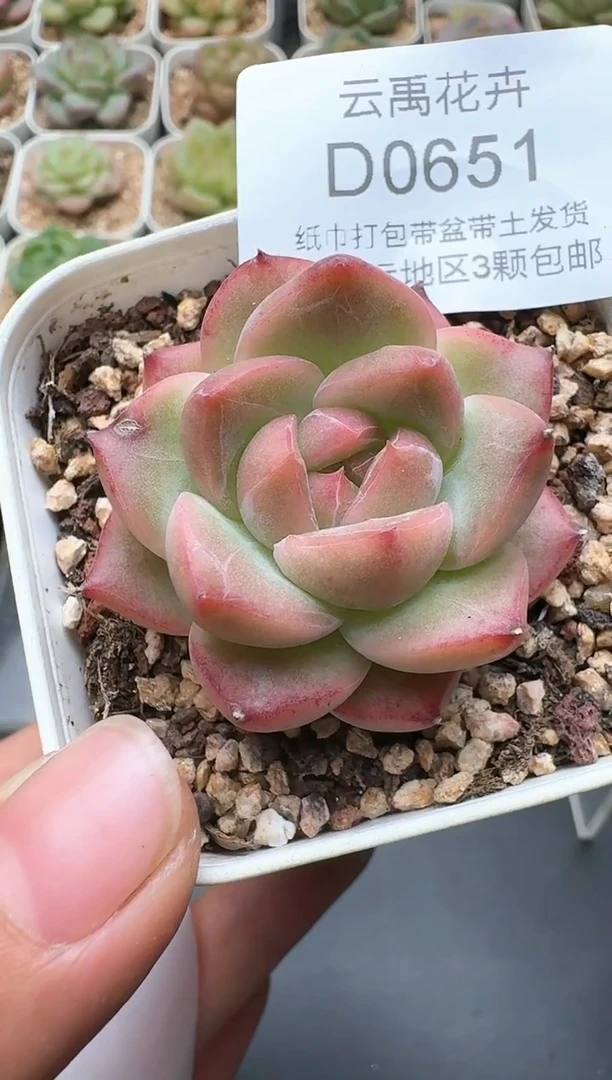 651D云禹多肉植物 带盆土纸巾打包 3颗包邮