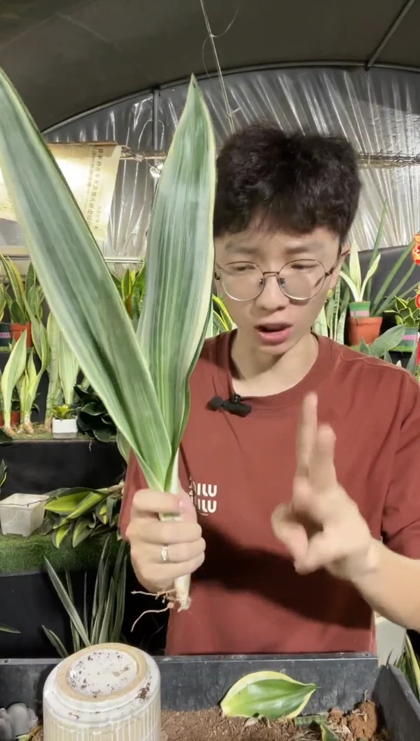 自家雪纹蓝龙裸根35cm8.8