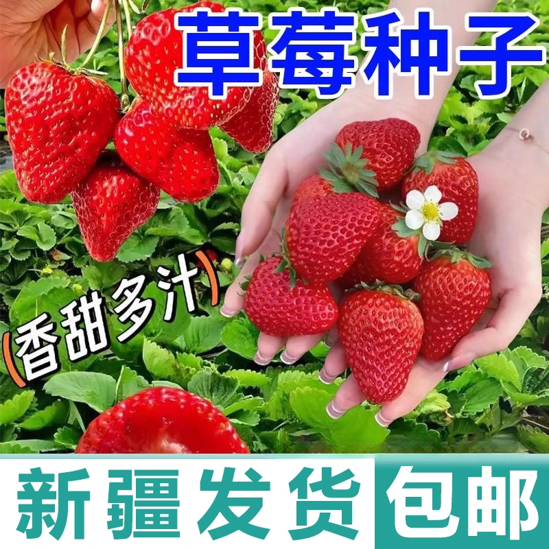 新疆包邮草莓种子新手阳台盆栽甜四季奶油草莓种子蔬菜籽水果种子