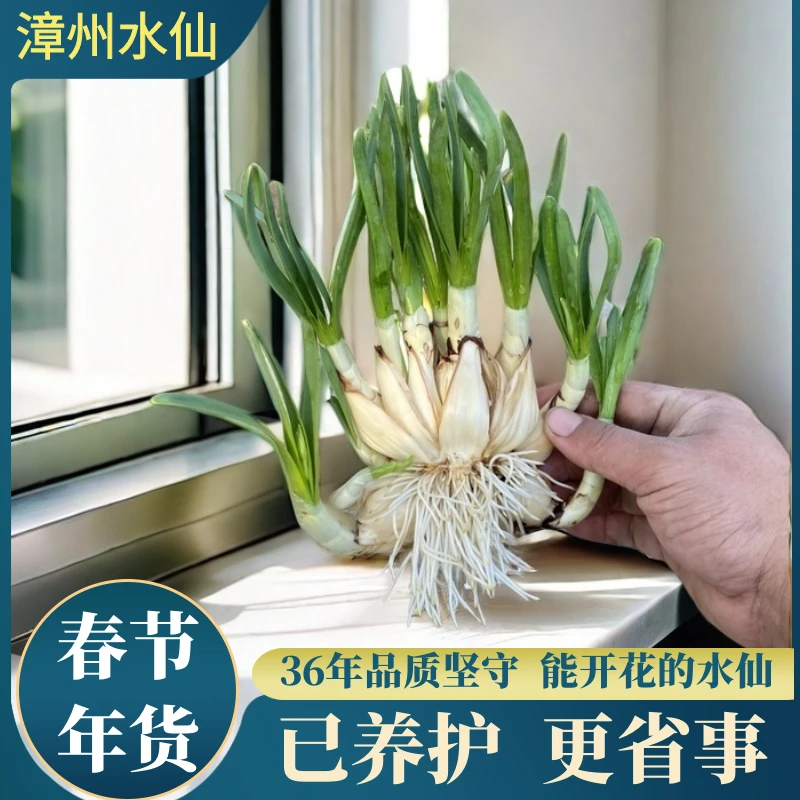 漳州水仙花种球盆栽冬季八字切种球产地直发重瓣特级懒人水培浓香