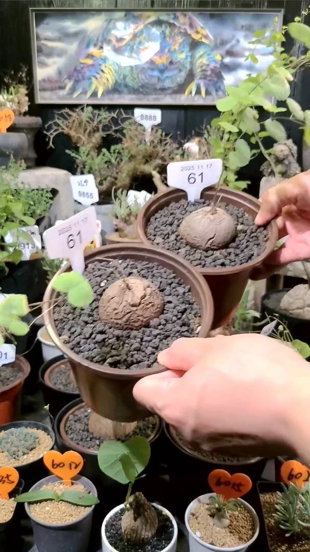 61号1117福利南非龟甲龙买一送一