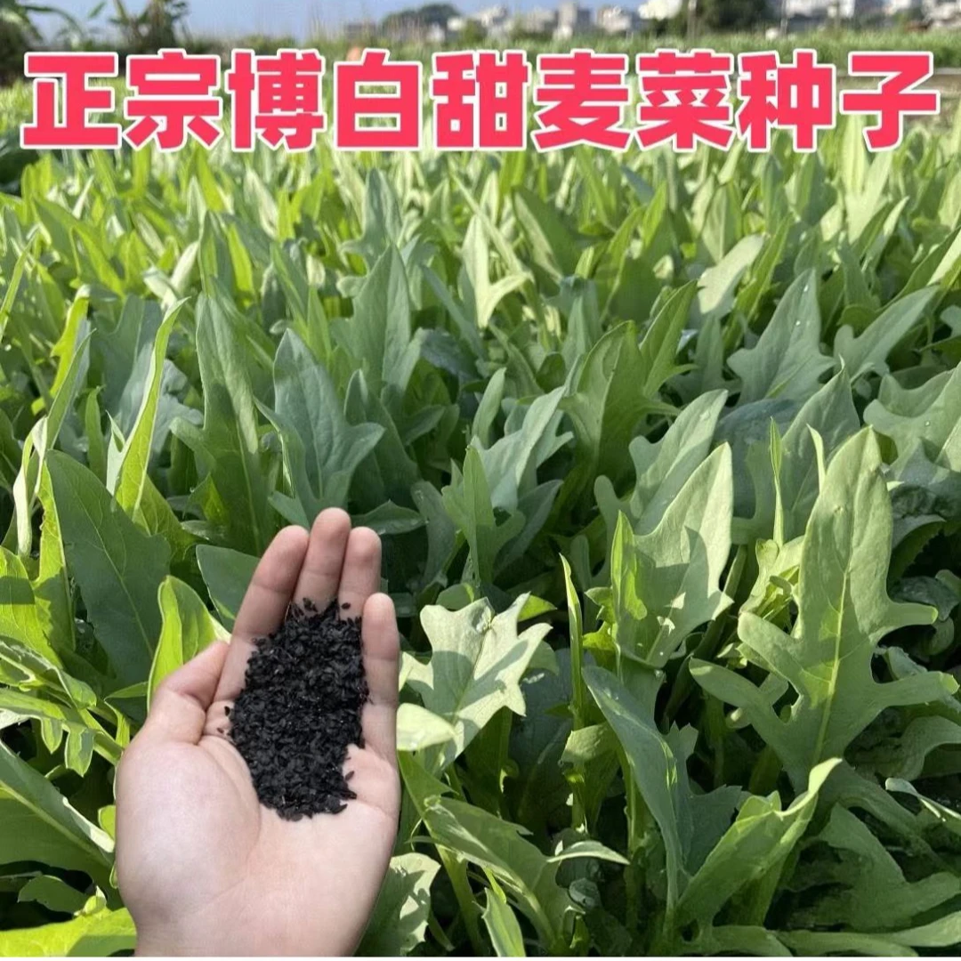 【花芽甜麦菜种子】甜脆花芽甜麦菜种子种植简单脆嫩好吃