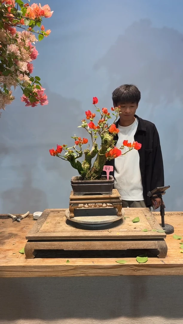 全部花朵飞三角梅46