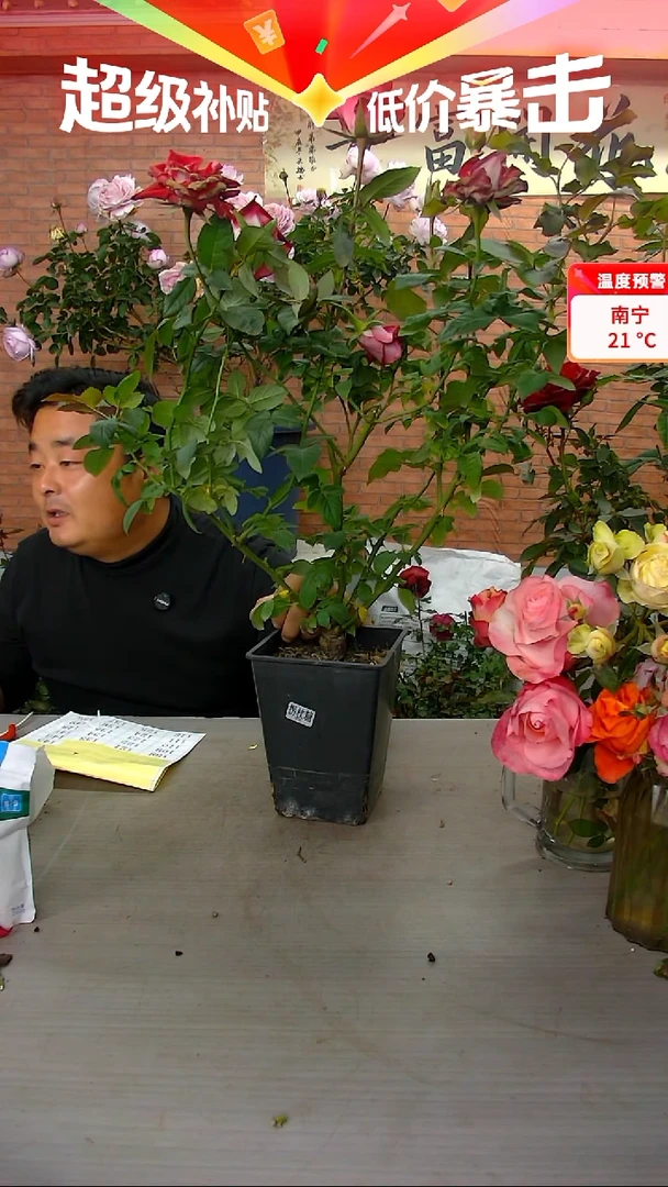 当前无花朵，栽培后可花朵拐杖糖145