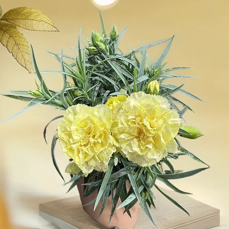 【李先生】荧光绿~康乃馨大花超美系列花苞居多