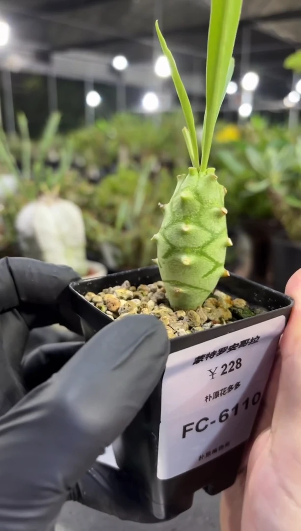 蒙特罗安哥拉FC-6110