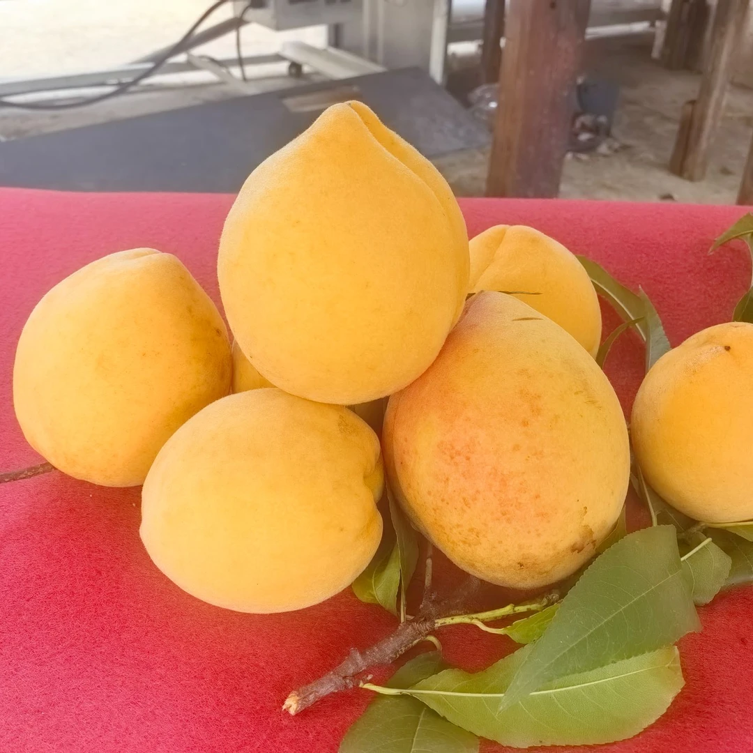 大围山黄桃10斤+土鸡1只（2.6斤左右）黄桃同城送湖南省