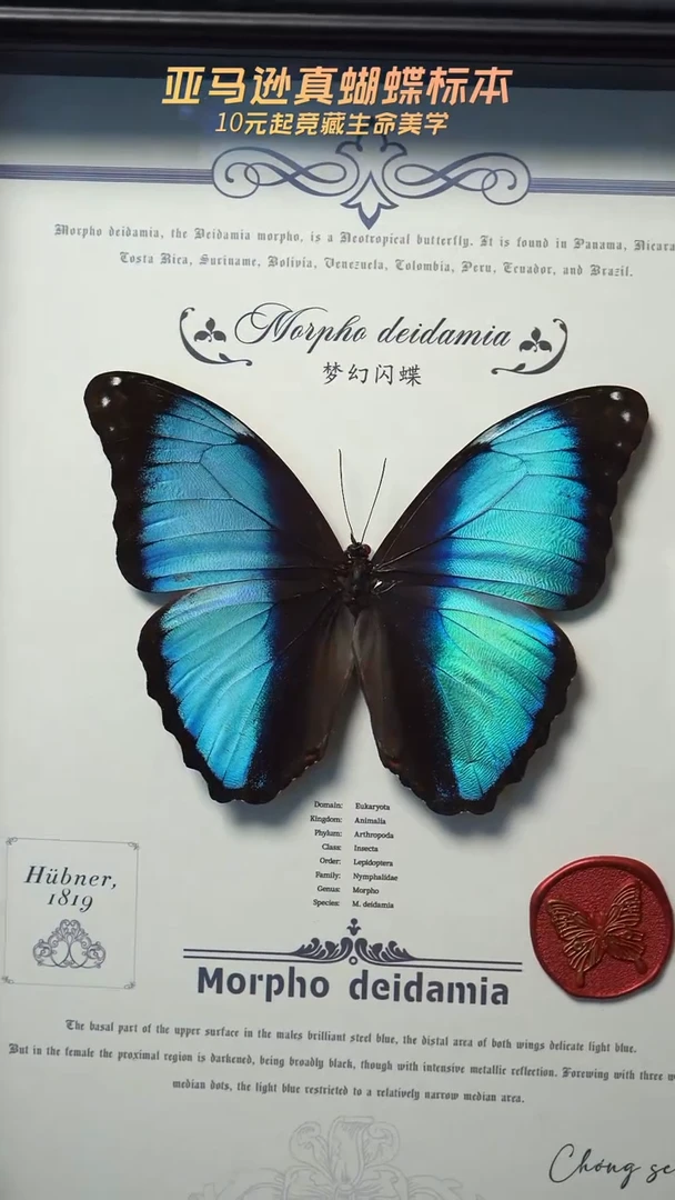 蝴蝶标本摆件竞拍e135