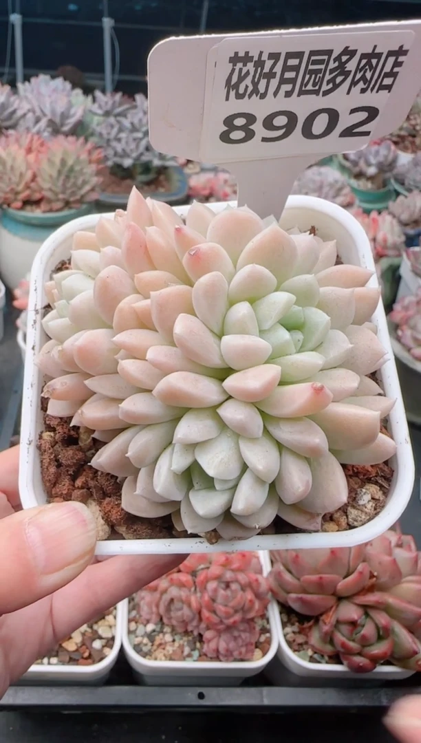 【闪购商品】8902奶油美人