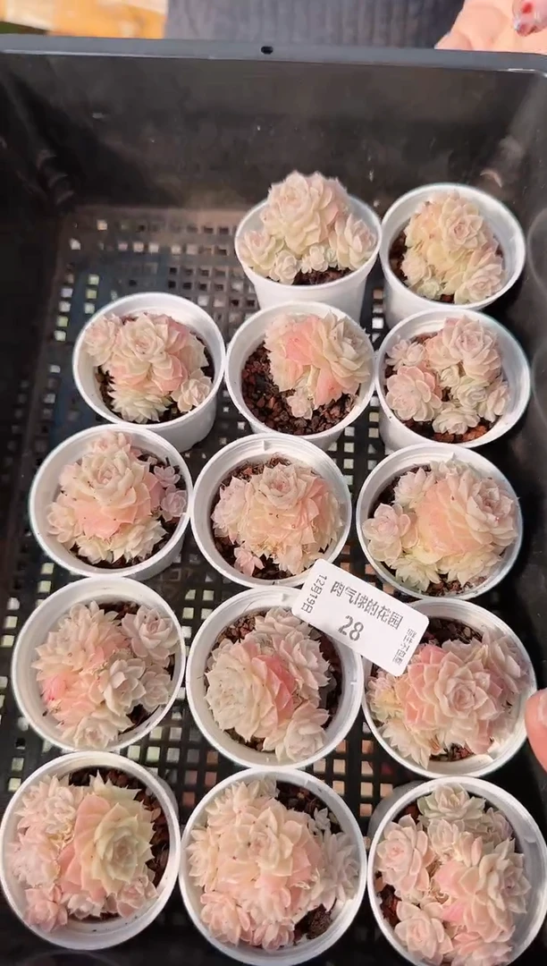 1219-28m1-176-2多肉量拍任意发一颗群生不包整