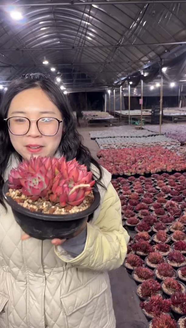 【闪购商品】47-弗兰克多头群生脱土给盆9.99