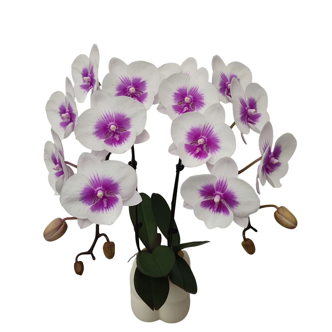 鲜花【风筝-全开】蝴蝶兰室内种植观赏送礼带花发货