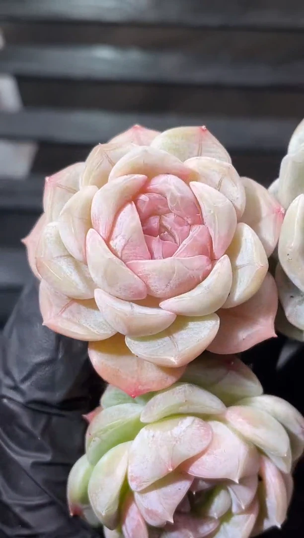 23-19 朝雾3-4厘米量拍发一颗