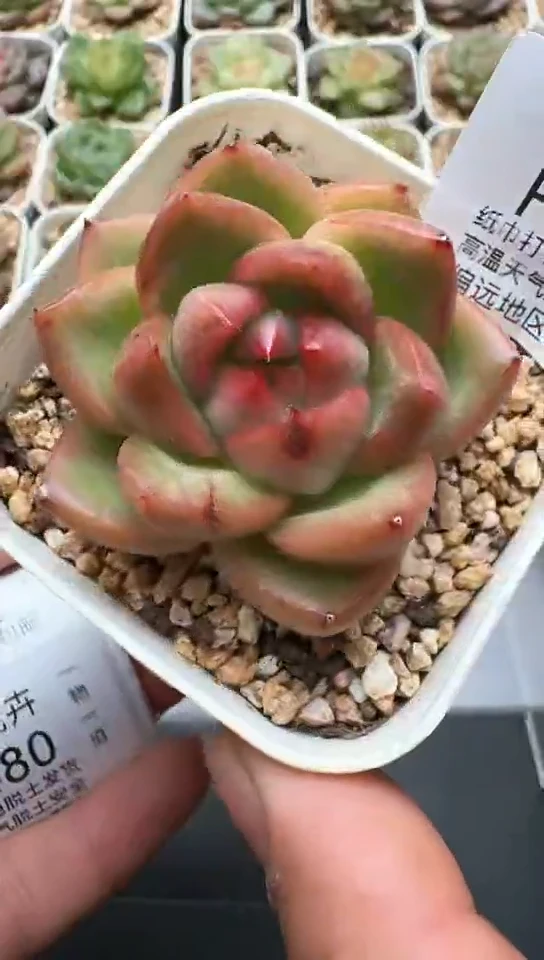 477F云禹多肉植物 默认脱土纸巾打包 3颗包邮