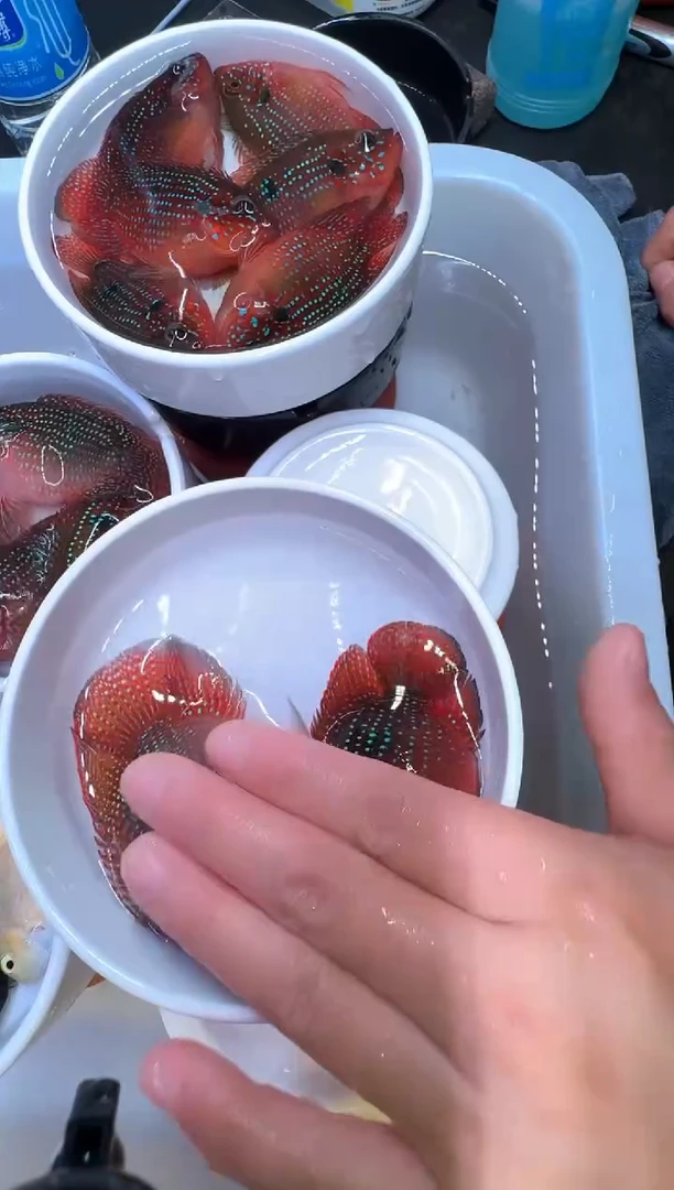 红宝石鱼红宝石球1对