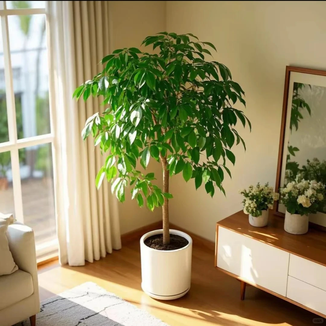 【精品幸福树棒棒糖】高度70-90公分冠幅 带白色花盆