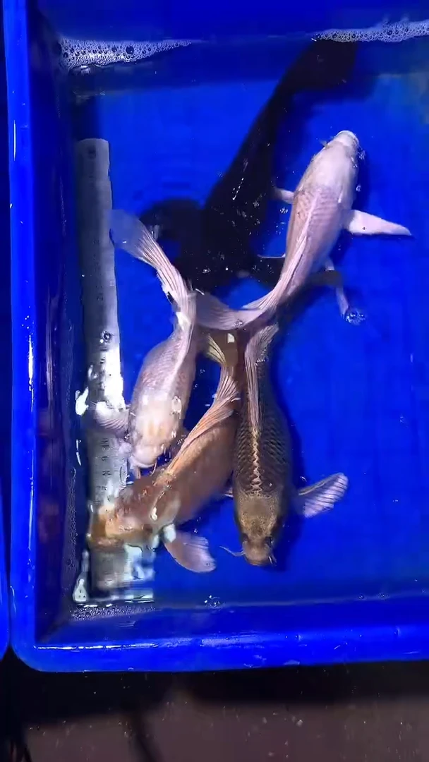 蝴蝶鲤鱼蝴蝶鲤直播选鱼专用链接 凭开箱视频售后