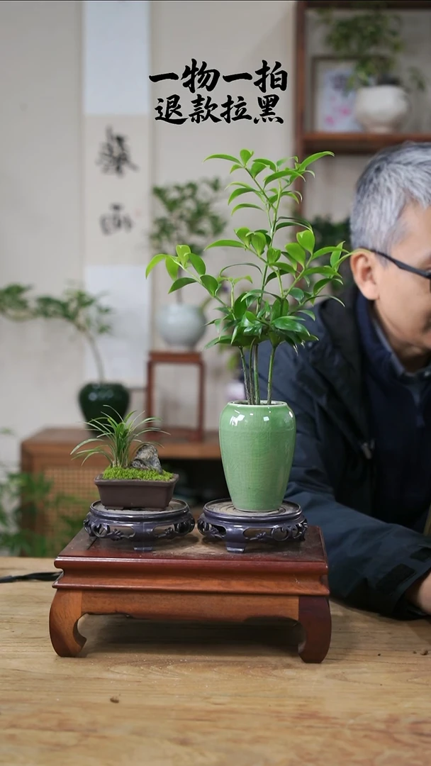 完全开放圆***圆竹柏+玉龙草127