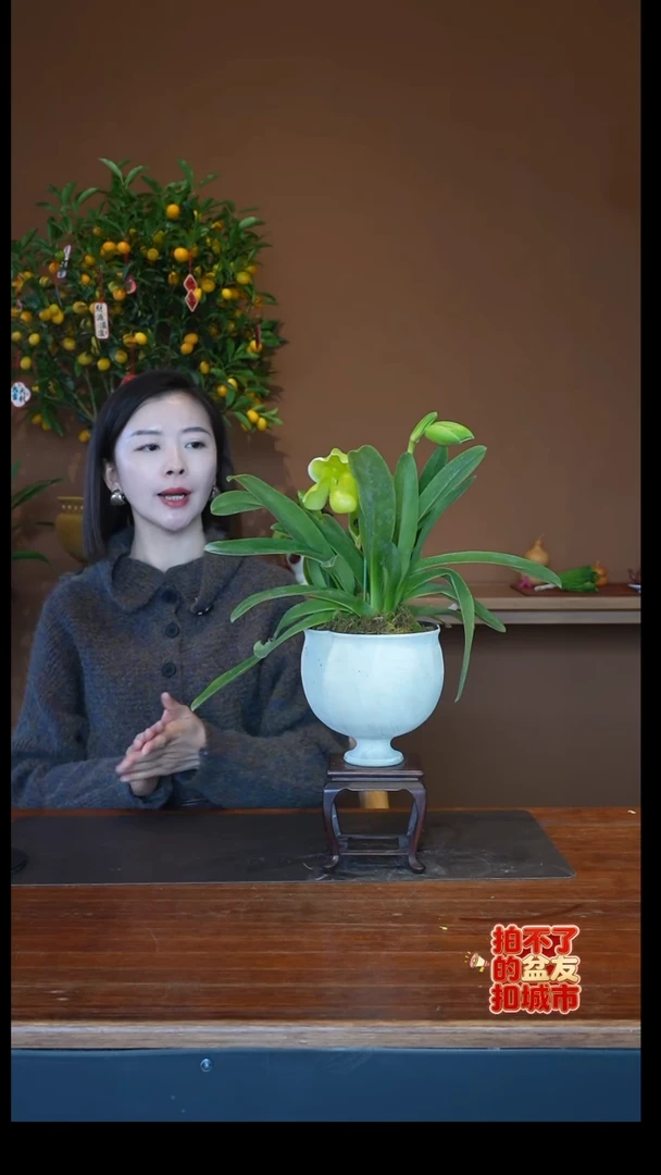 全部花朵绿肉饼白盆