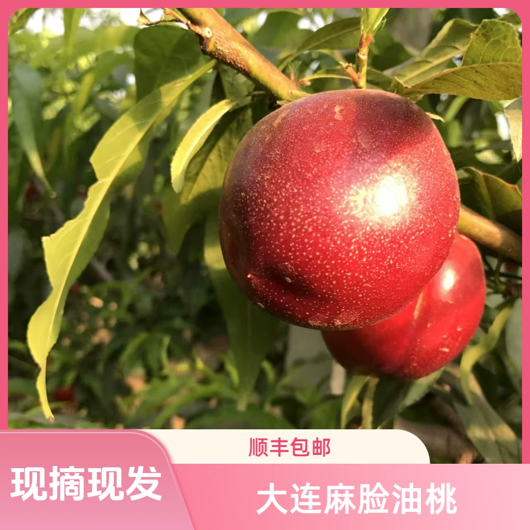 [陆地油桃顺丰包邮]大连山区麻脸油桃丑桃黄心油桃新鲜采摘礼盒装