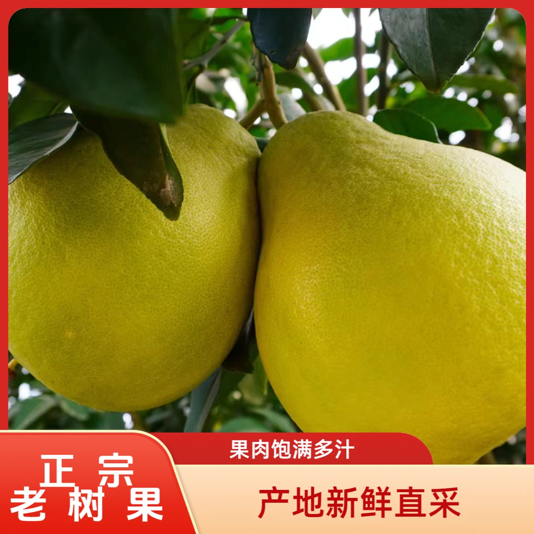 正宗长寿超大（邻封）新鲜当季产地沙田柚纯甜无酸细腻多汁水果