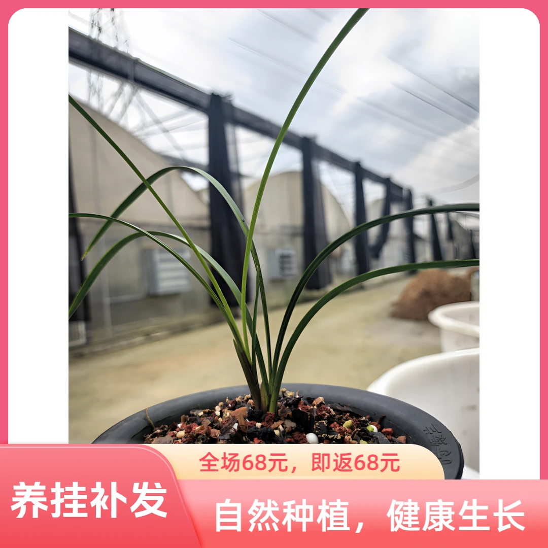 传统国兰，下单即送，新春大回馈，正阳周年庆