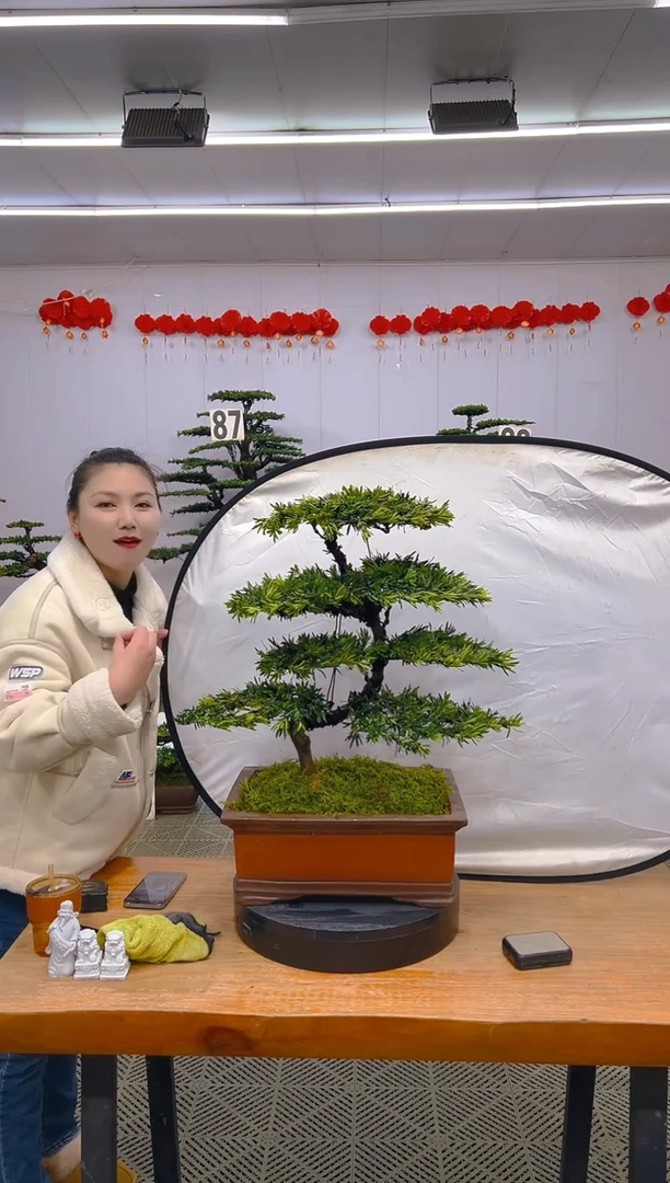 【闪购商品】盆景1