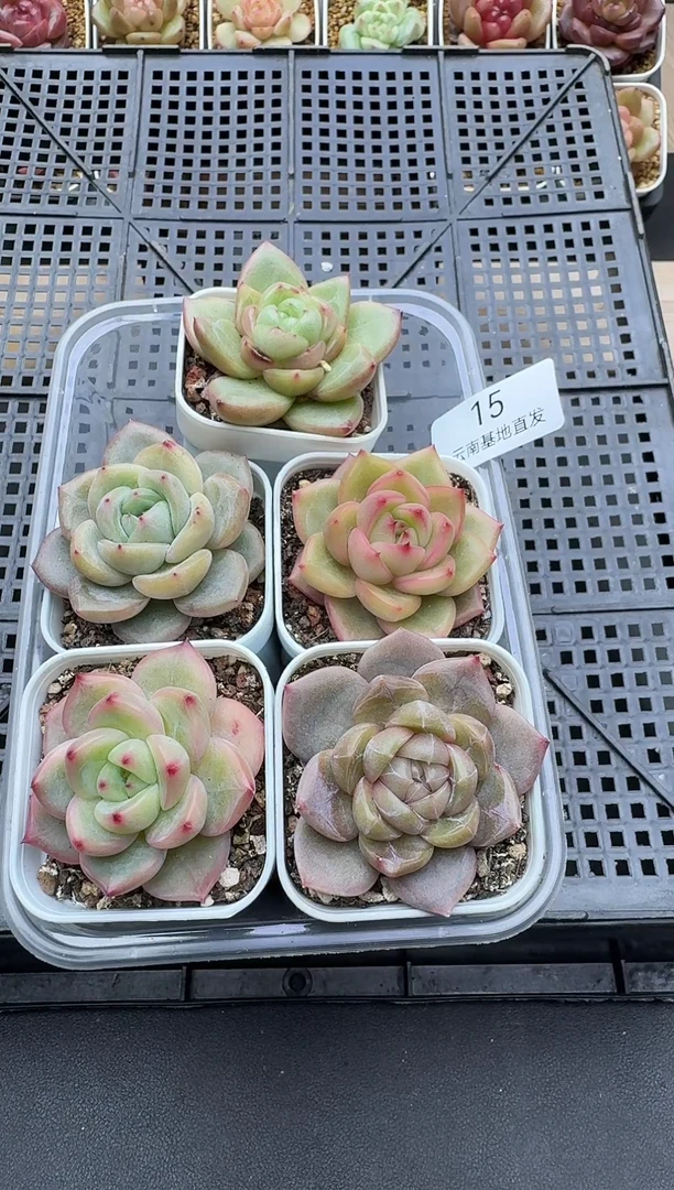 珍妮杂交多肉多肉15