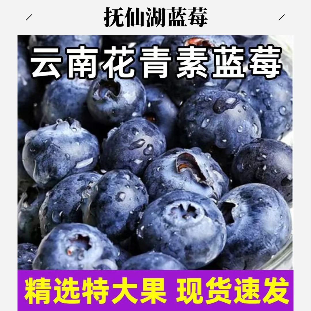 澄江产地直发新鲜大蓝莓水果800g装脆九甜一分酸蓝莓果香原箱空运
