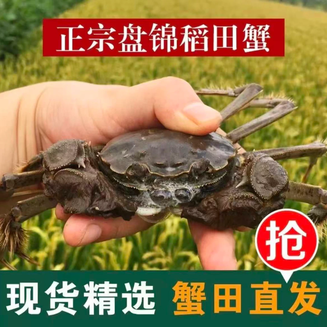 【活蟹】正宗盘锦稻田蟹 全母蟹 (1.5-1.2两/只)  约18-22只