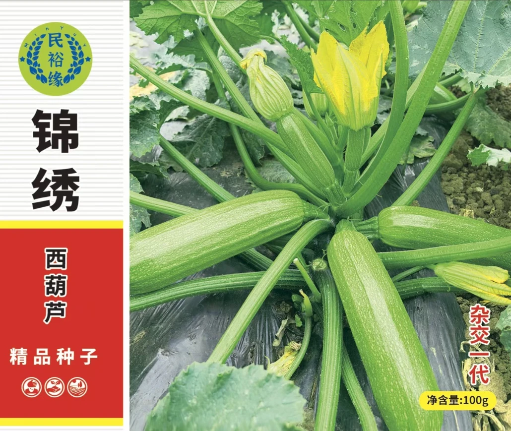 【康裕种业】锦绣新品种西葫芦瓜条直颜色绿同样温度下比老品种更绿