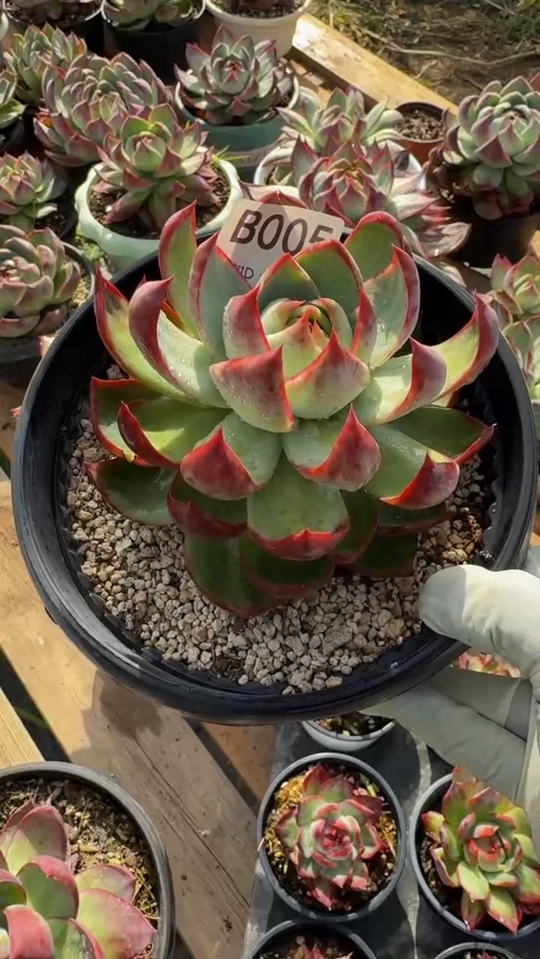 A005惊鸿仙子（展示为喷水效果）（裸根发货）