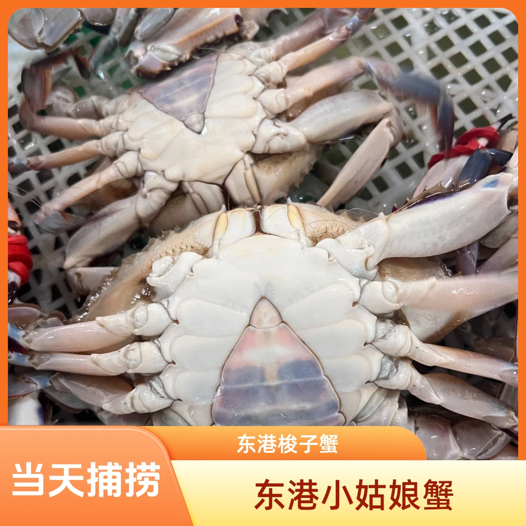 东港本地梭子蟹 冰鲜小姑娘蟹 【保鲜不保活】2两-3两/只 2斤/3斤