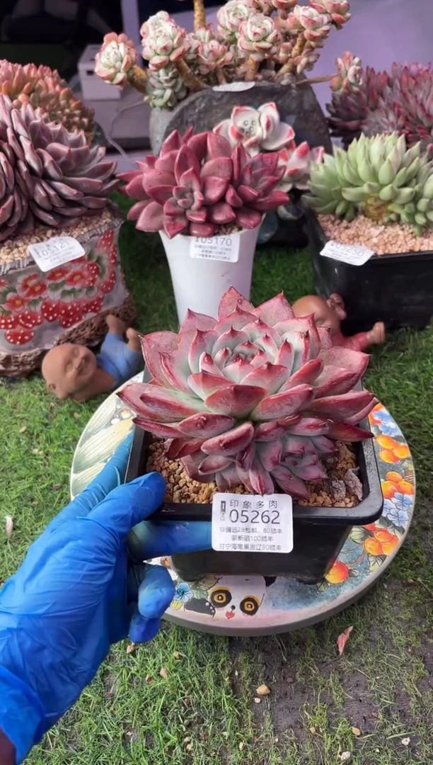 昆明印象多肉05262