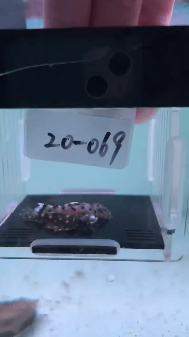 清道夫鱼20-069 瑕疵老鼠斑和雪球各1条 尺寸3-3.5厘米