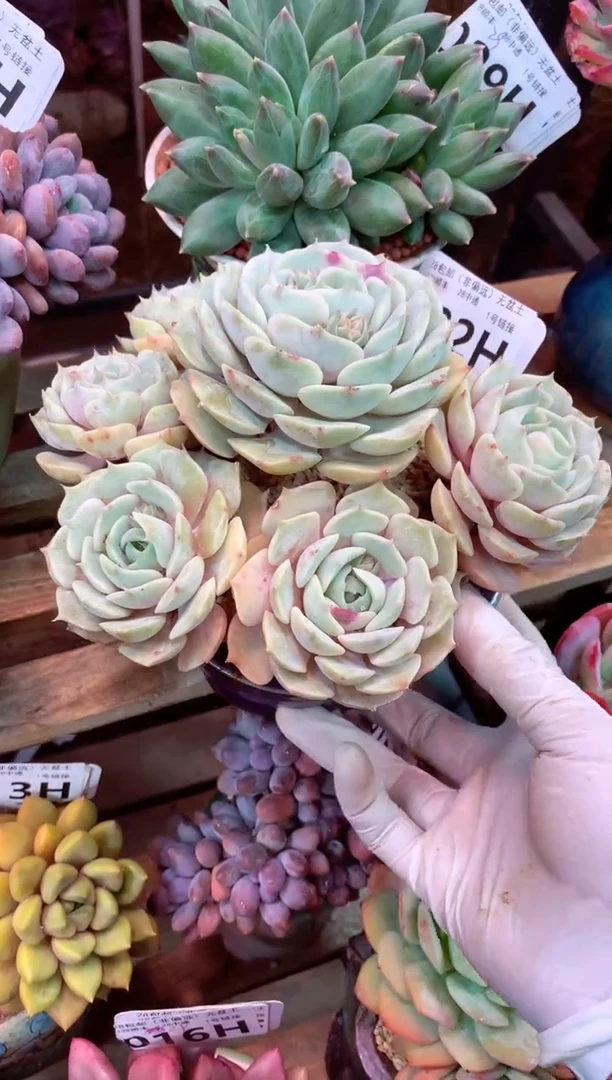 032H（一物一拍，精品多肉，w所见即所得 ）