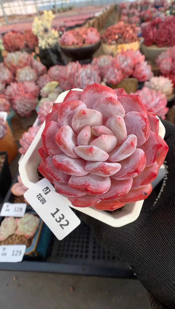 132紫皮橙多肉植物一物一拍