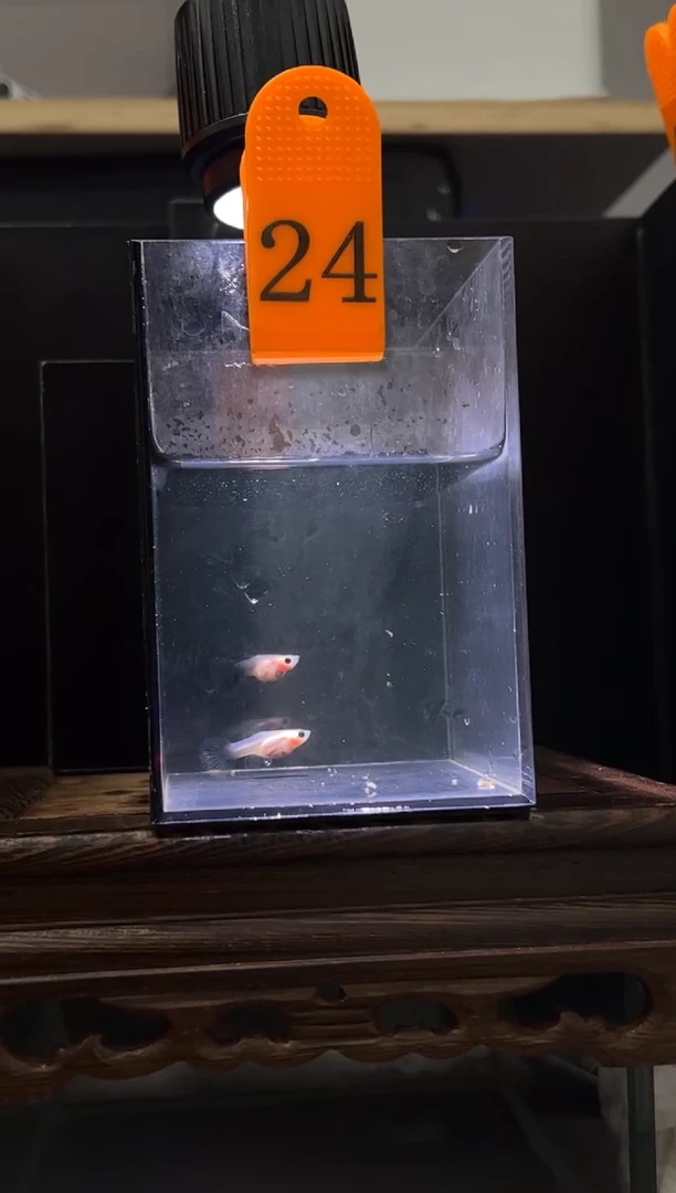 孔雀鱼超透编号24