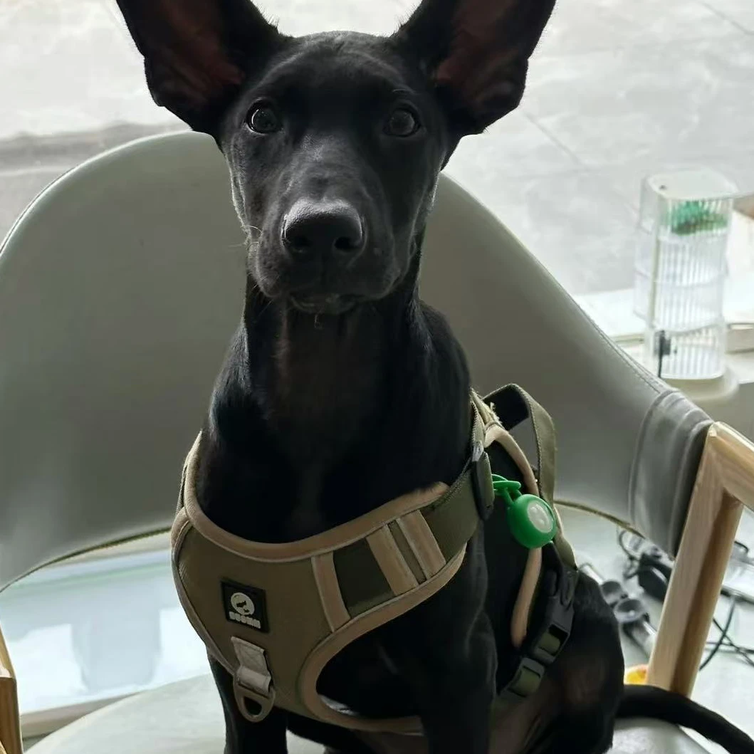 黑狼犬 纯种黑狼犬